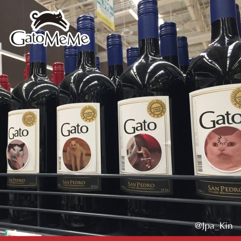 vino-gato-con-memes-de-gato