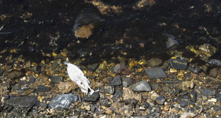 José Miguel Fernández | Agence France-Presse