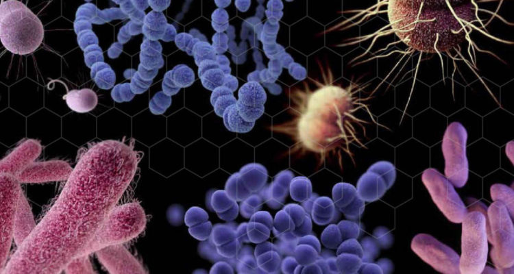 Centros para el Control y la Detección de Enfermedades (CDC)