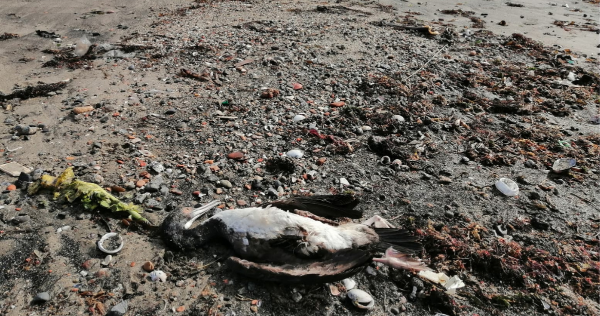aves muertas en la playa de Penco