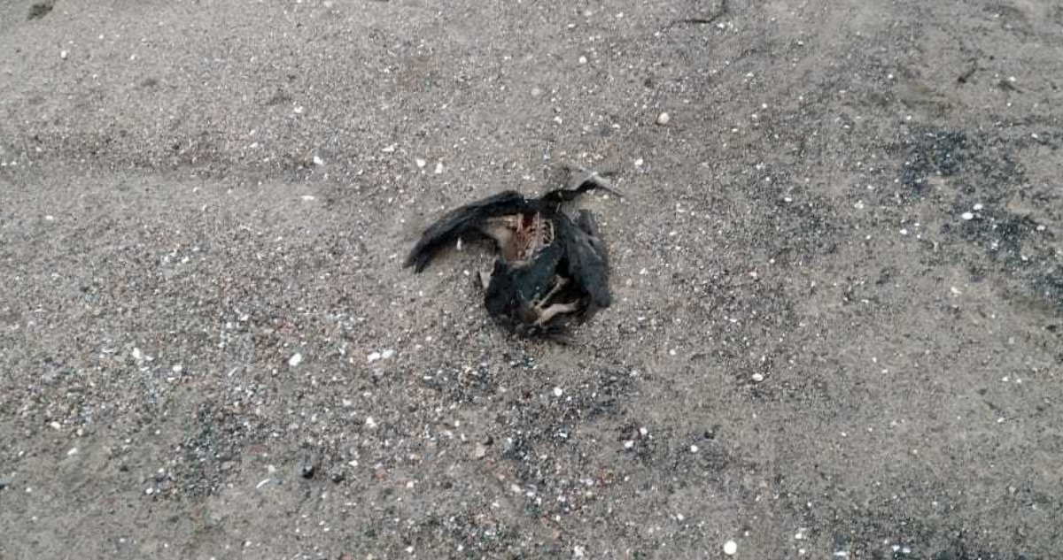Aves muertas en playa de Penco