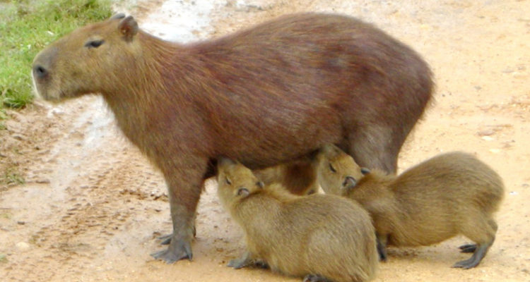 Wikimedia Commons (CC)