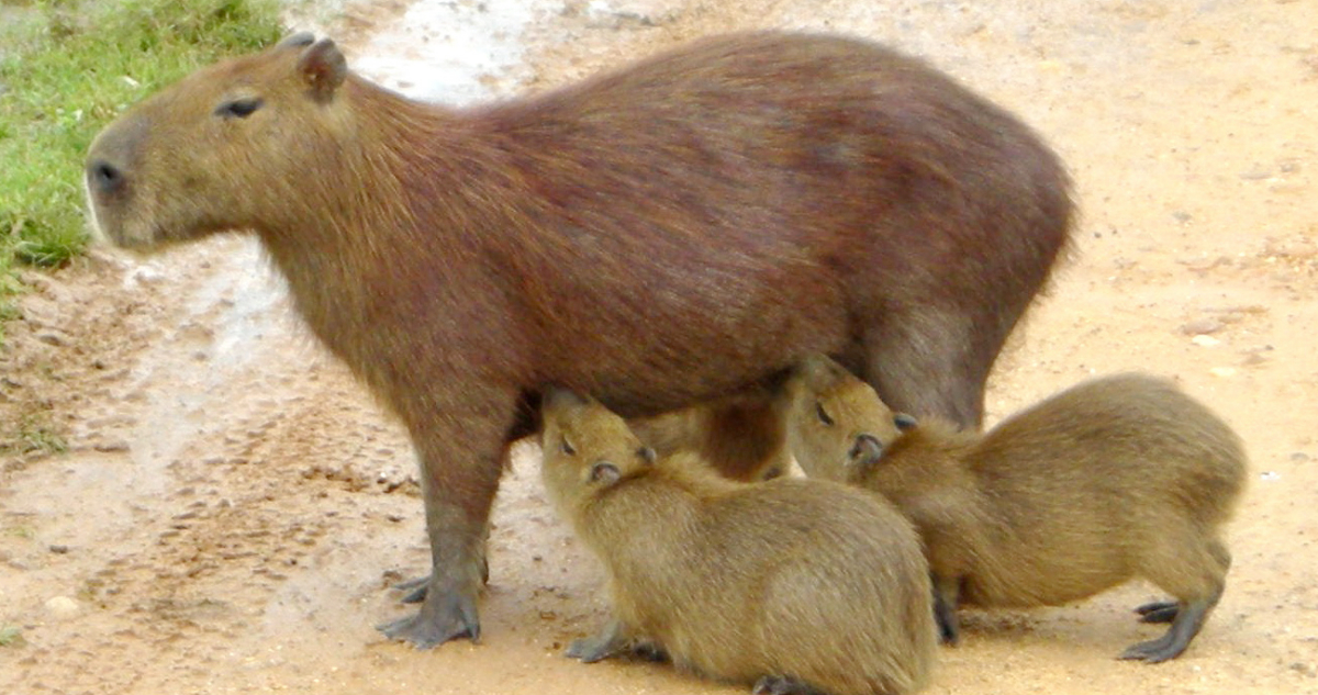 Atacan a perros y hasta provocan accidentes: la curiosa invasión de  carpinchos en Argentina | Sociedad | BioBioChile