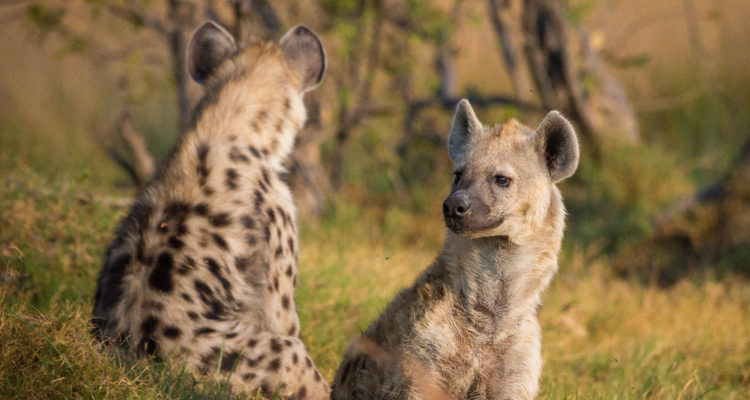 Contexto | Pixabay | Pexels