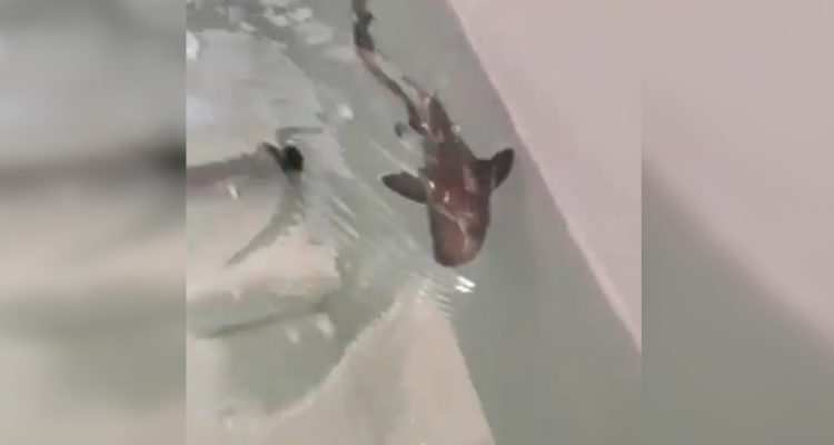 Captura de pantalla | Acquario di Cala Gonone