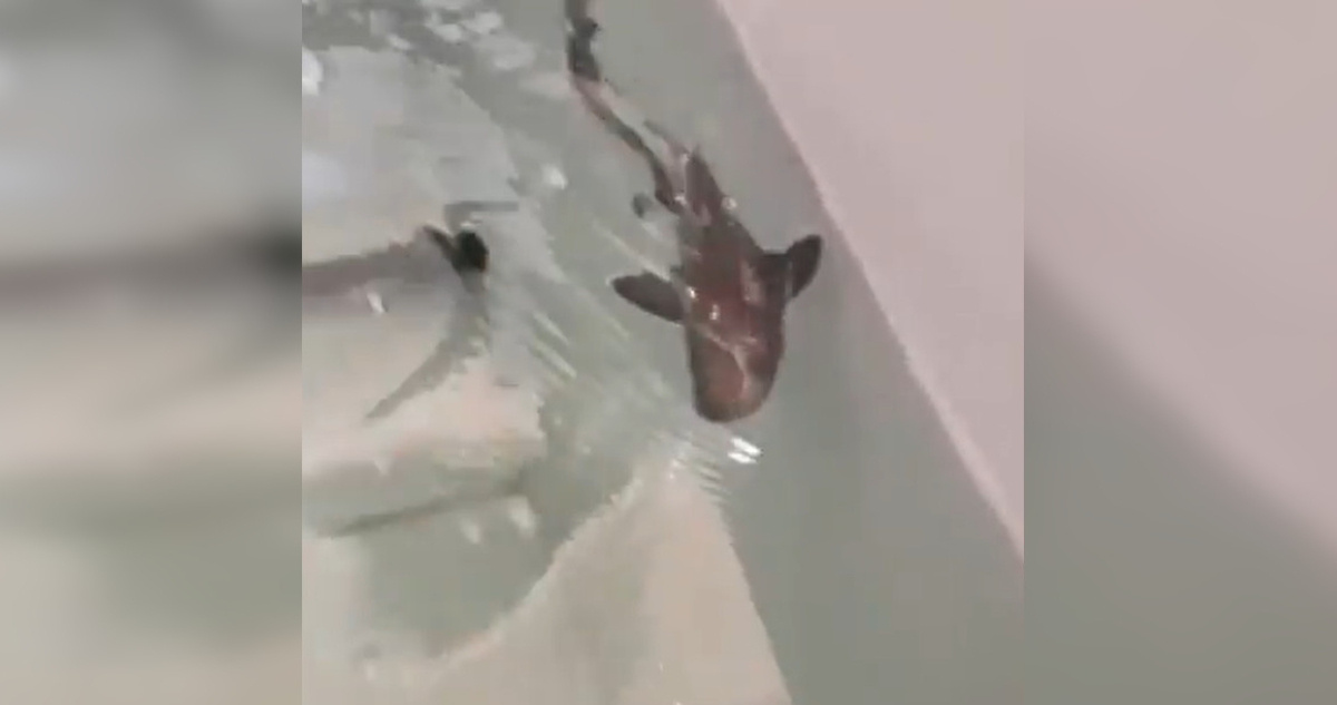 Captura de pantalla | Acquario di Cala Gonone