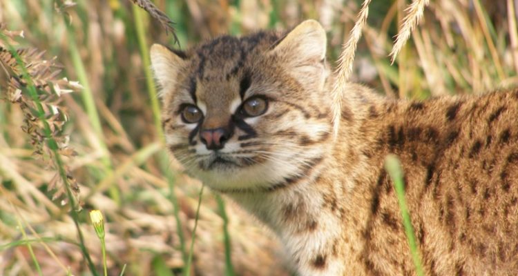 Eduardo Silva-Rodríguez | IEB Chile