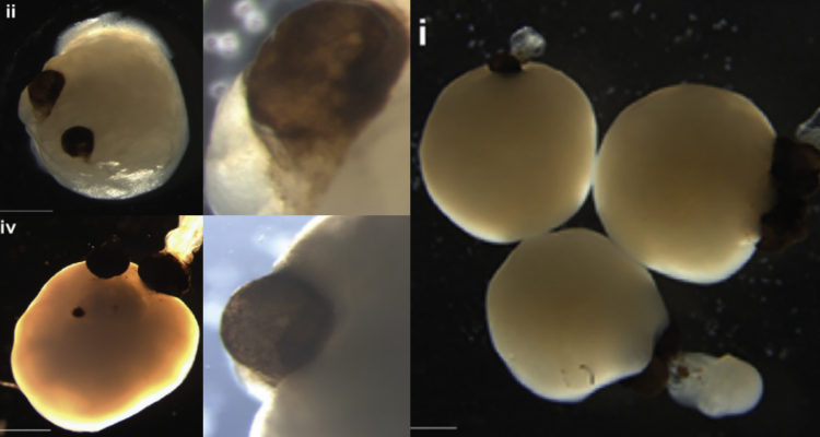Jay Gopalakrishnan y equipo | Cell Steam Cell