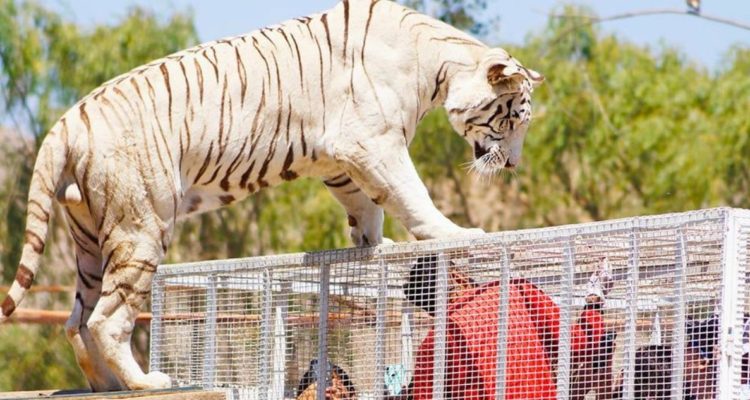 CONTEXTO | Parque Safari Rancagua | Facebook