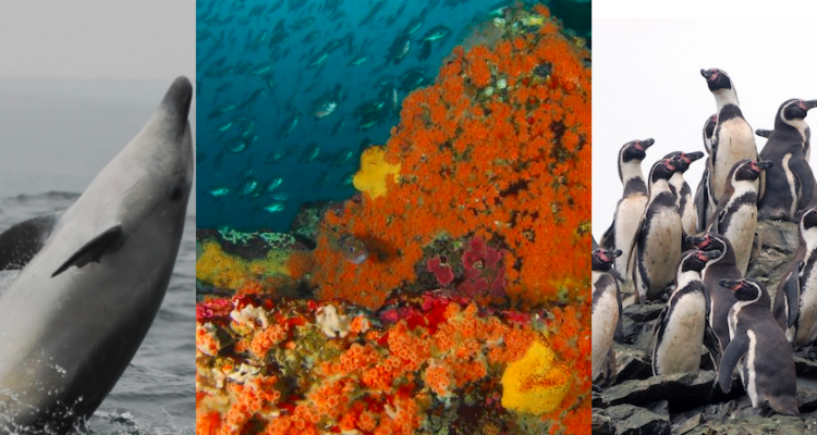 Fotos: Oceana y Eduardo Sorensen