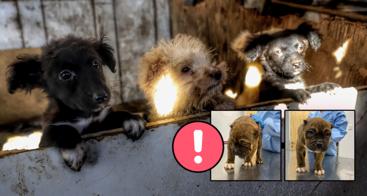 Edición: Jaime Silva | BBCL