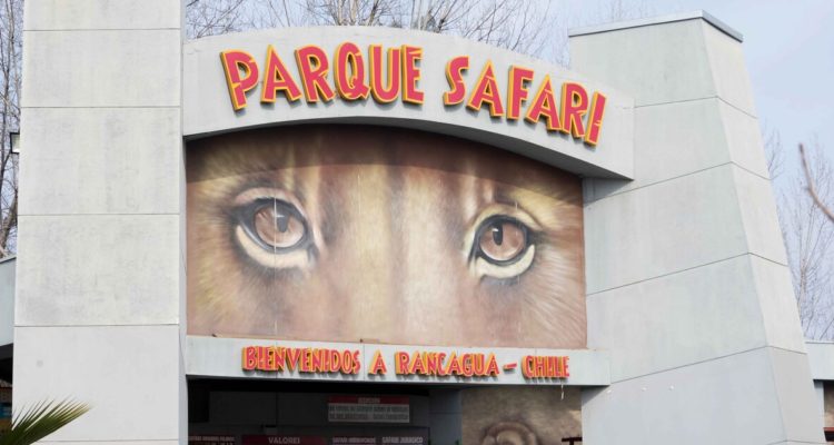 safari-park-guide-killed-tiger-attack-chile