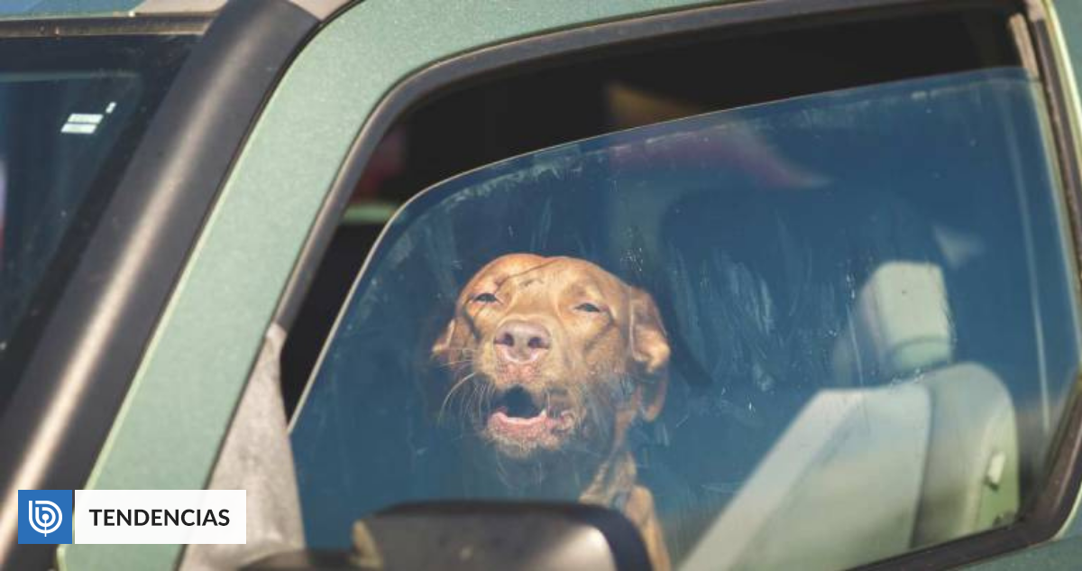 Mujer mata a su perro al someterlo a feroz castigo lo encerró en su auto y expuso al calor Mujer mata a su perro al someterlo a feroz castigo lo encerró en su auto y expuso al calor