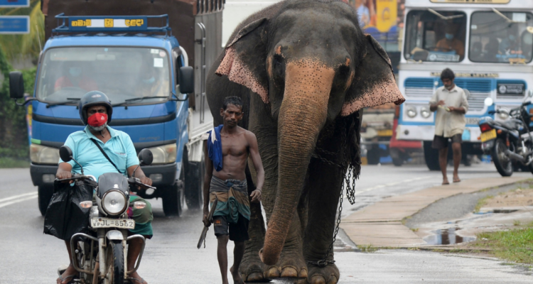 Una avenida en Sri Lanka | Agence France-Presse