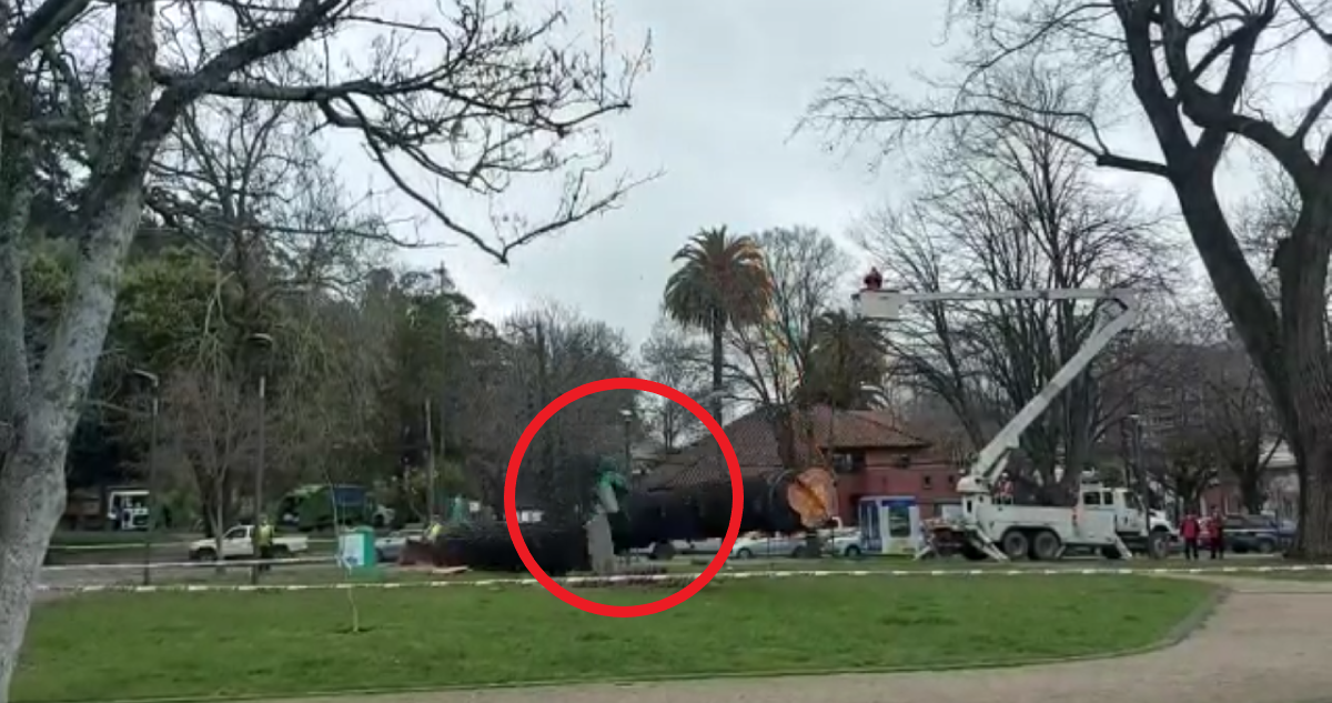 tala arbol