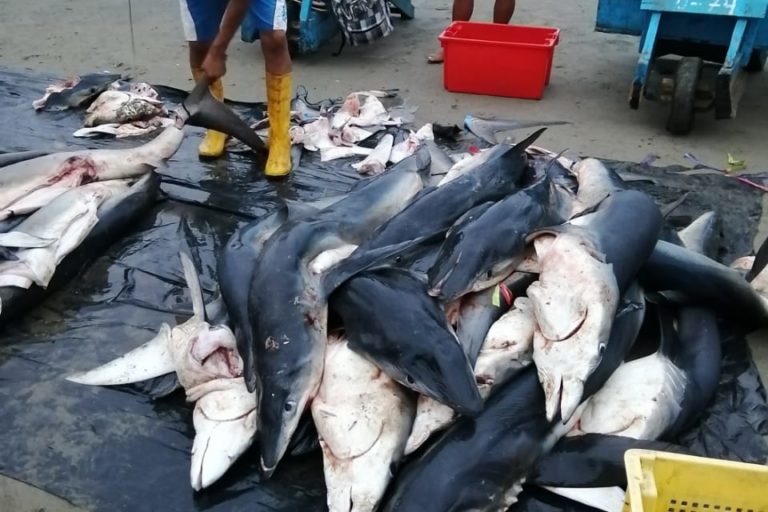 tiburones-ecuador-hong-kong-mongabay-latam