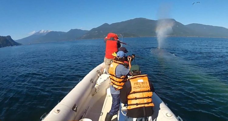 Implantando transmisor satelital en ballena azul en las cercanías de Contao, región de Los Lagos. Rodrigo Hucke-Gaete, Centro Ballena Azul | Universidad Austral de Chile.