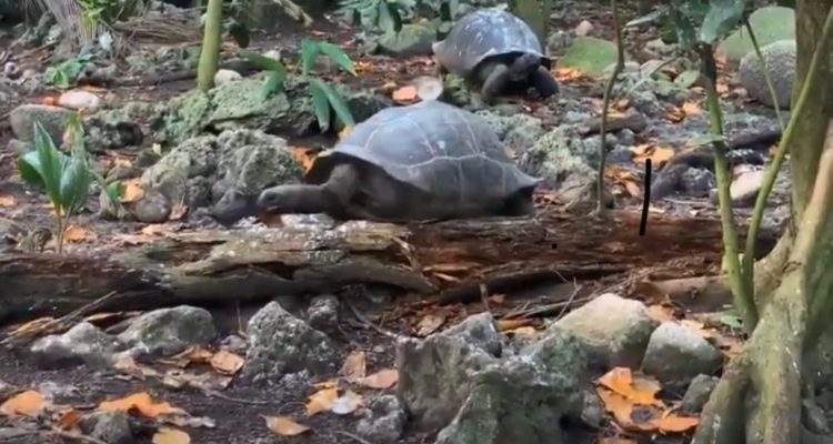 Universidad de Cambridge