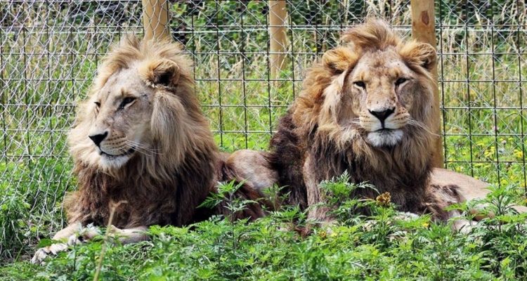 Zoológico Los Ángeles | Facebook