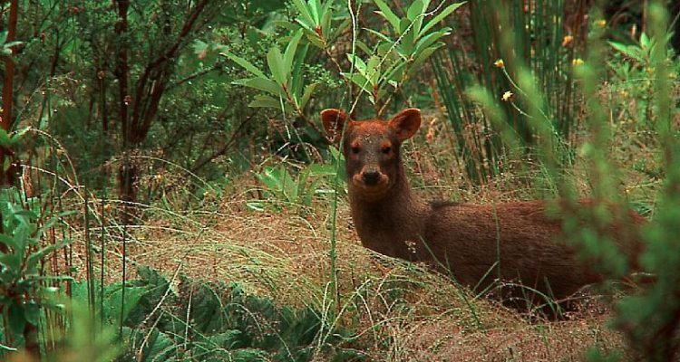 CONTEXTO | gochile.c