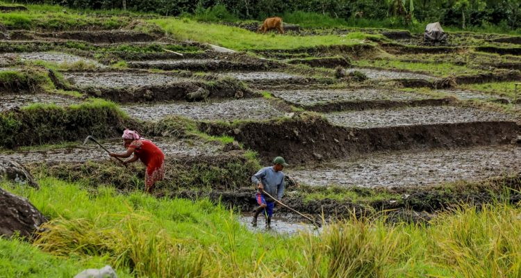 Azwar Ipank | Agence France-Presse