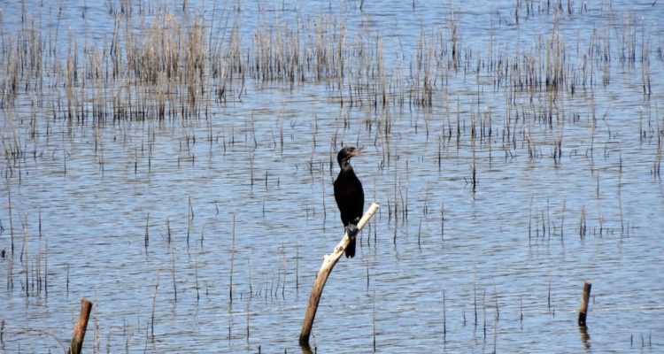 CONTEXTO | Nela Galdames