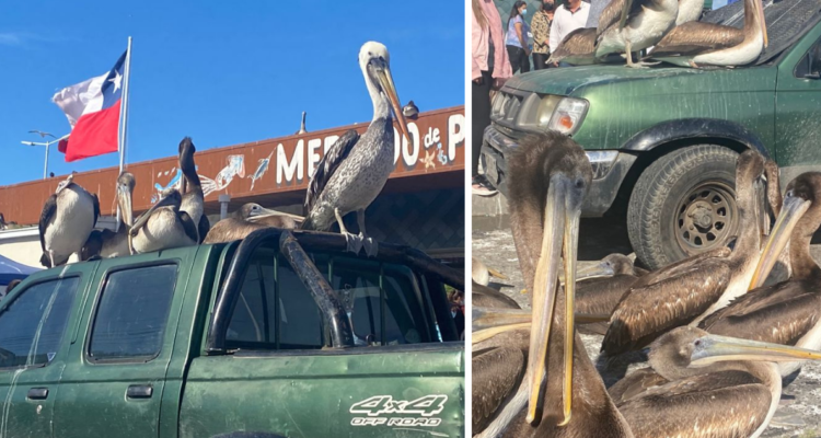 pelicanos-la-poza-talcahuano