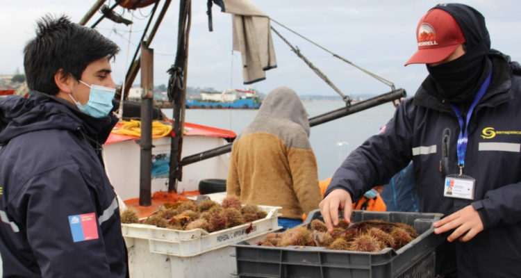 Decomisan más de 9 toneladas de recursos pesqueros ilegales en Chiloé
