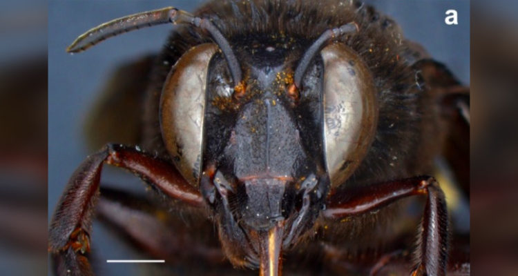 descubren-primera-abeja-androgina-de-ecuador