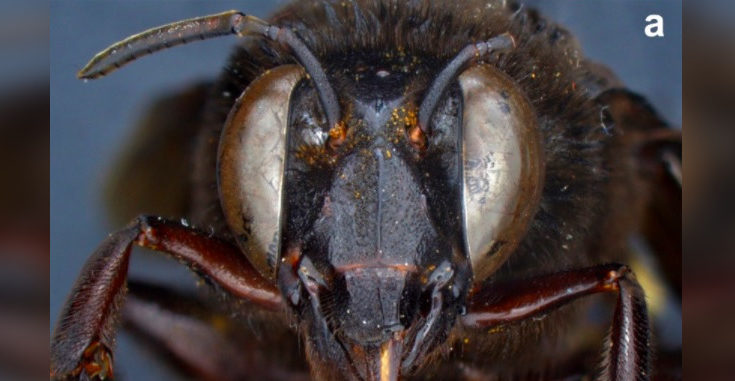 descubren-primera-abeja-androgina-de-ecuador