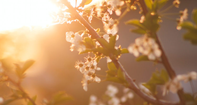 se aproxima la primavera y árboles florecen