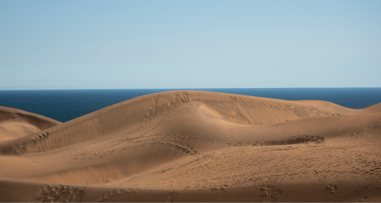 reconsa y revegatación en dunas de concón