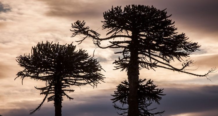 nahuelbuta-destino-destacado