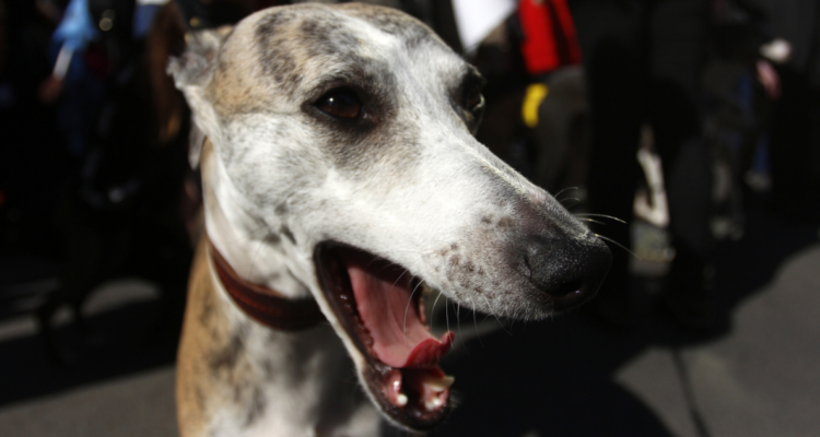 careras de perros galgos