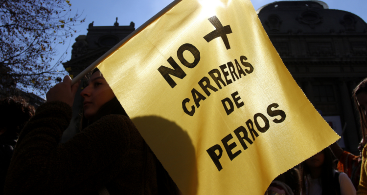 carreras de perros galgos