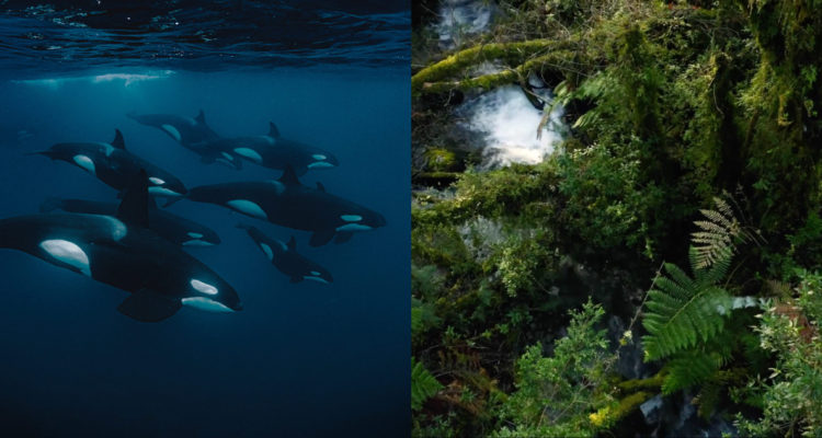 Contrates | Lo que queda de bosque