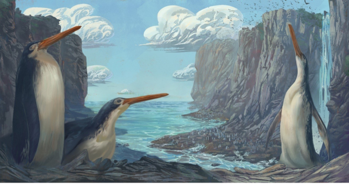 pingüinos