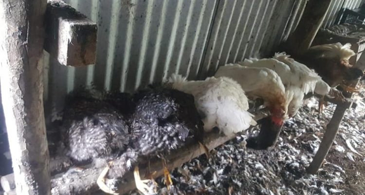 Unas 30 gallinas muertas deja ataque de un visón americano en sector rural  de Chiloé | Nacional | BioBioChile