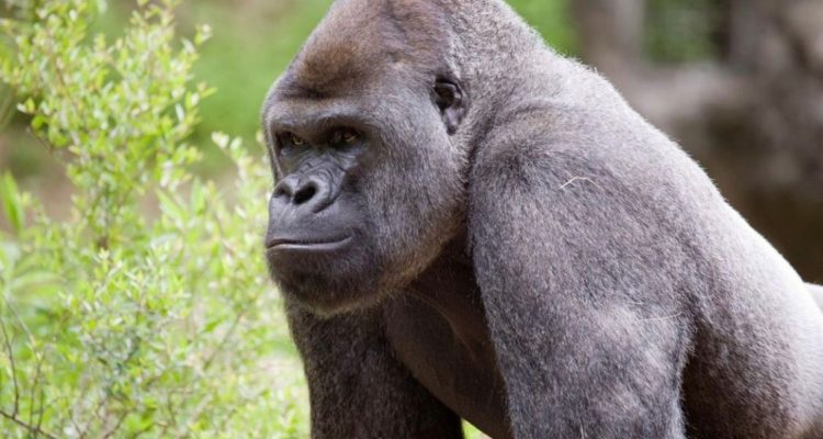 Zoológico de Atlanta, Estados Unidos | Instagram