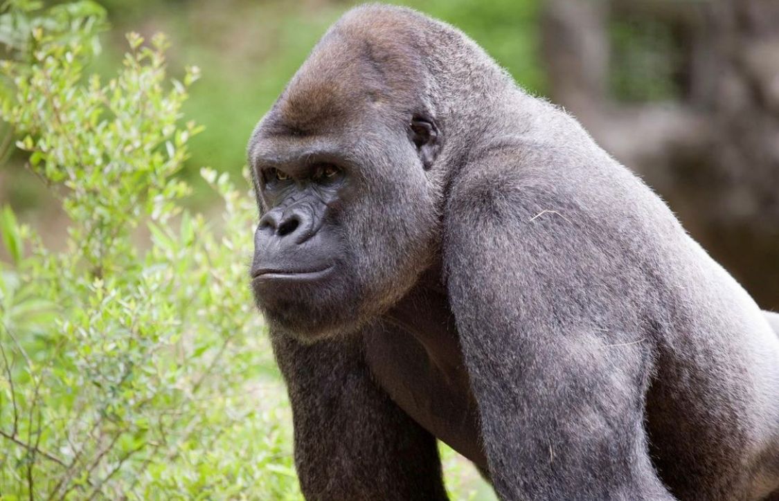 Zoológico de Atlanta, Estados Unidos | Instagram