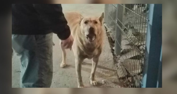 perro-baleado-frustrar-robo-bencinera-antofagasta