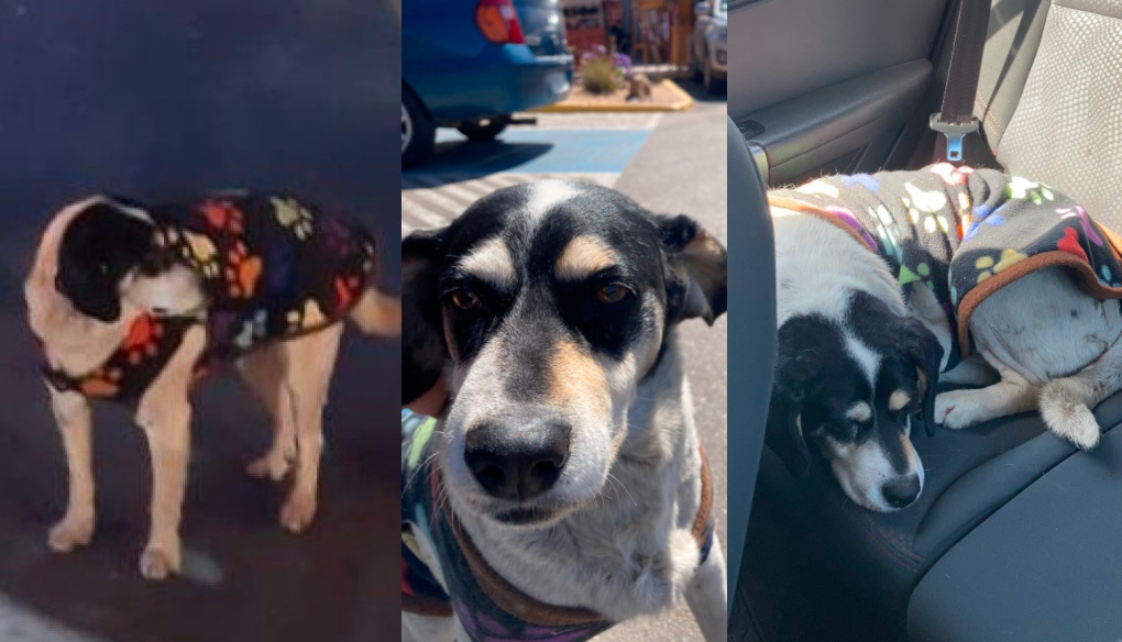 perro-bus-copiapo-encontrado-serena-pastel-choclo