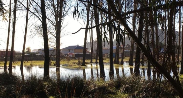 Toma en Humedal Colcura