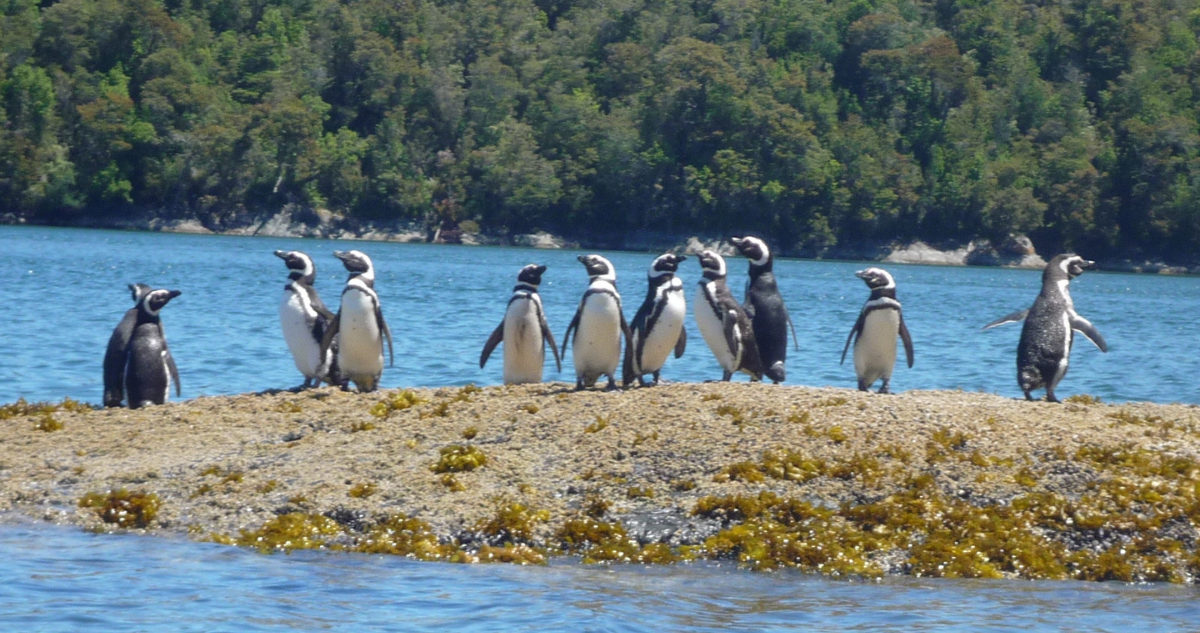 pinguinos-bahia-tic-toc