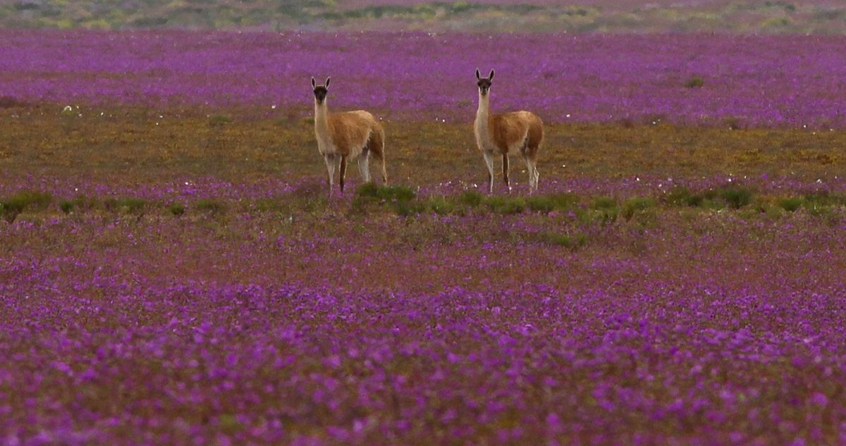 desierto florido