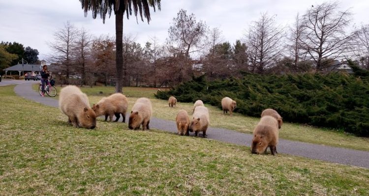 revolucion-animal-carpinchos-nordelta-buenos-aires