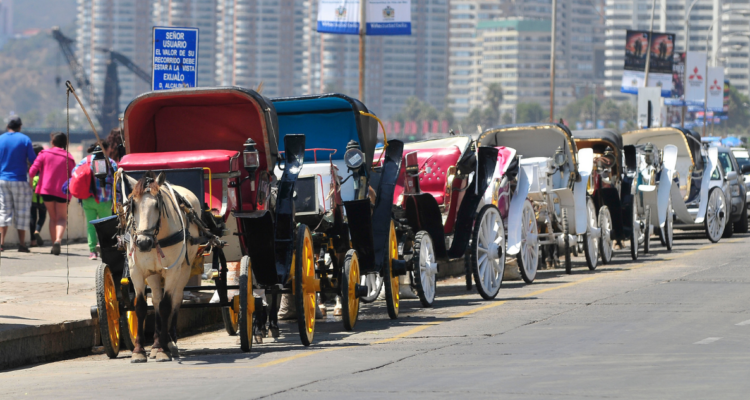 TC rechaza recurso de los Cocheros de Viña del Mar