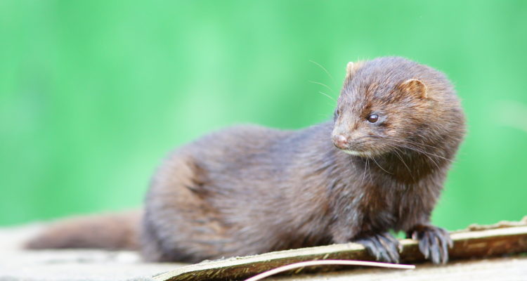 ARCHIVO | Peter Trimming (cc)