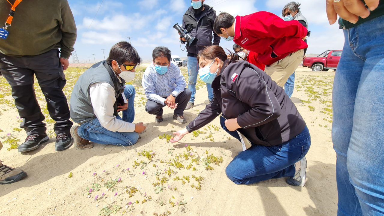 desierto florido