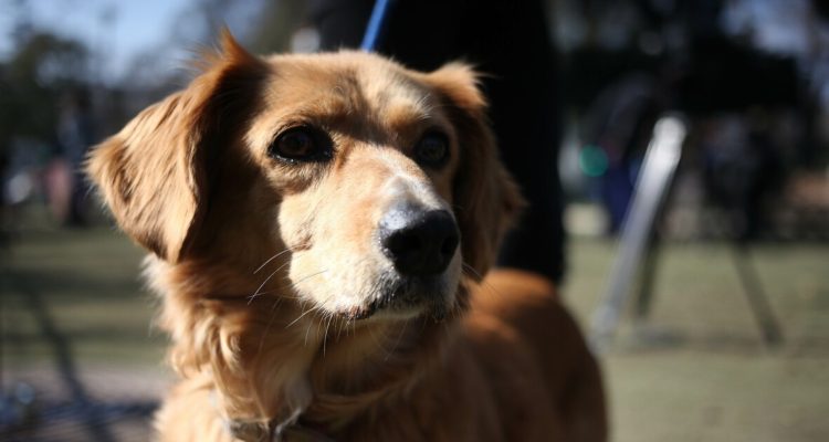 Anuncian proyecto para permitir traslado de animales de compañía en el transporte de pasajeros